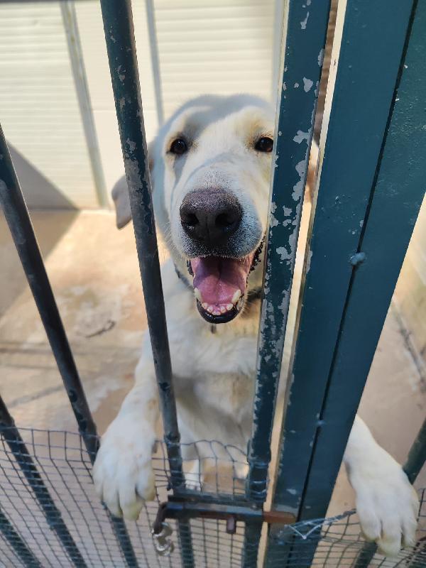 Splendida Labrador - Easy